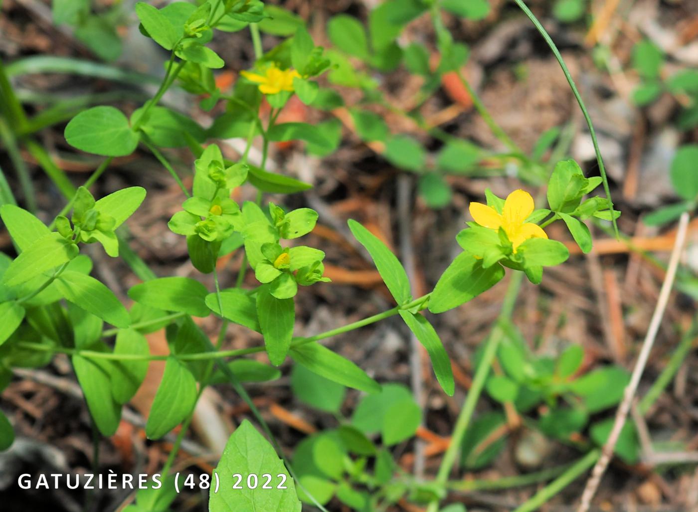 St. John's Wort, Trailing plant